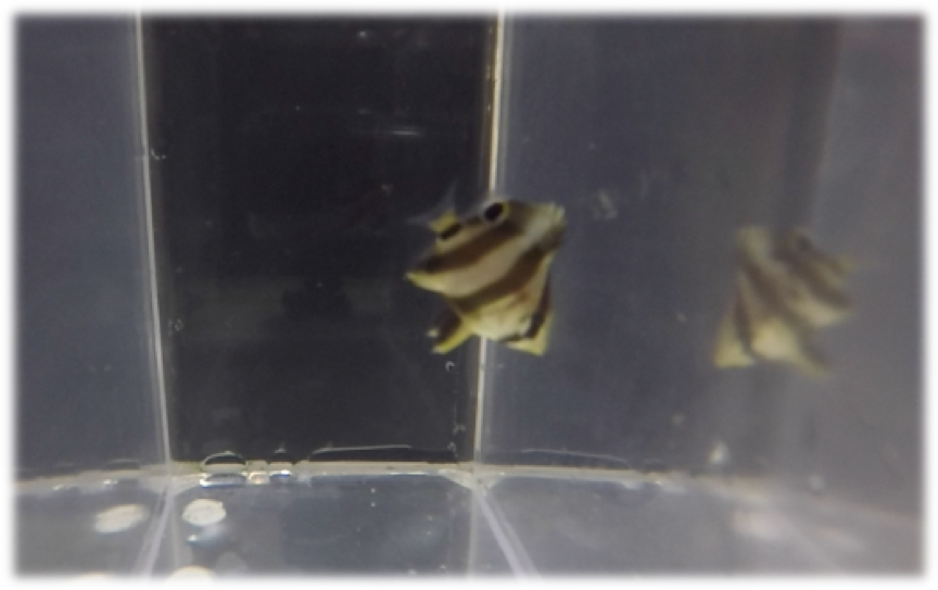 https://www.risingtideconservation.org/successful-aquaculture-of-the-banded-butterflyfish-chaetodon-striatus/