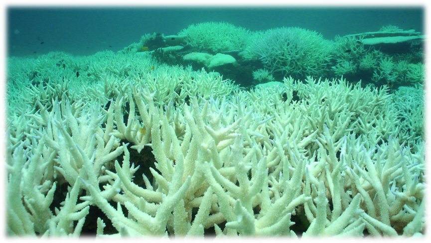 Recife de corais branqueado (http://sites.psu.edu/ichen/wp-content/uploads/sites/38297/2016/04/coralbleaching.jpg)