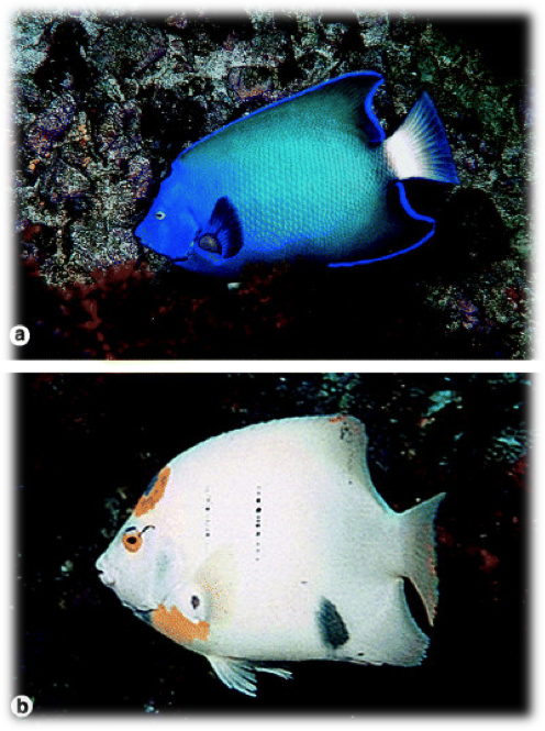 Espécimes endêmicos de [i]Holacanthus ciliaris[/i] com coloração atípica (JC Joyeux [i]et al[/i]. 2008, Biogeography of tropical reef fishes: the South Atlantic puzzle. [i]Journal of Biogeography[/i], 28:831-841)