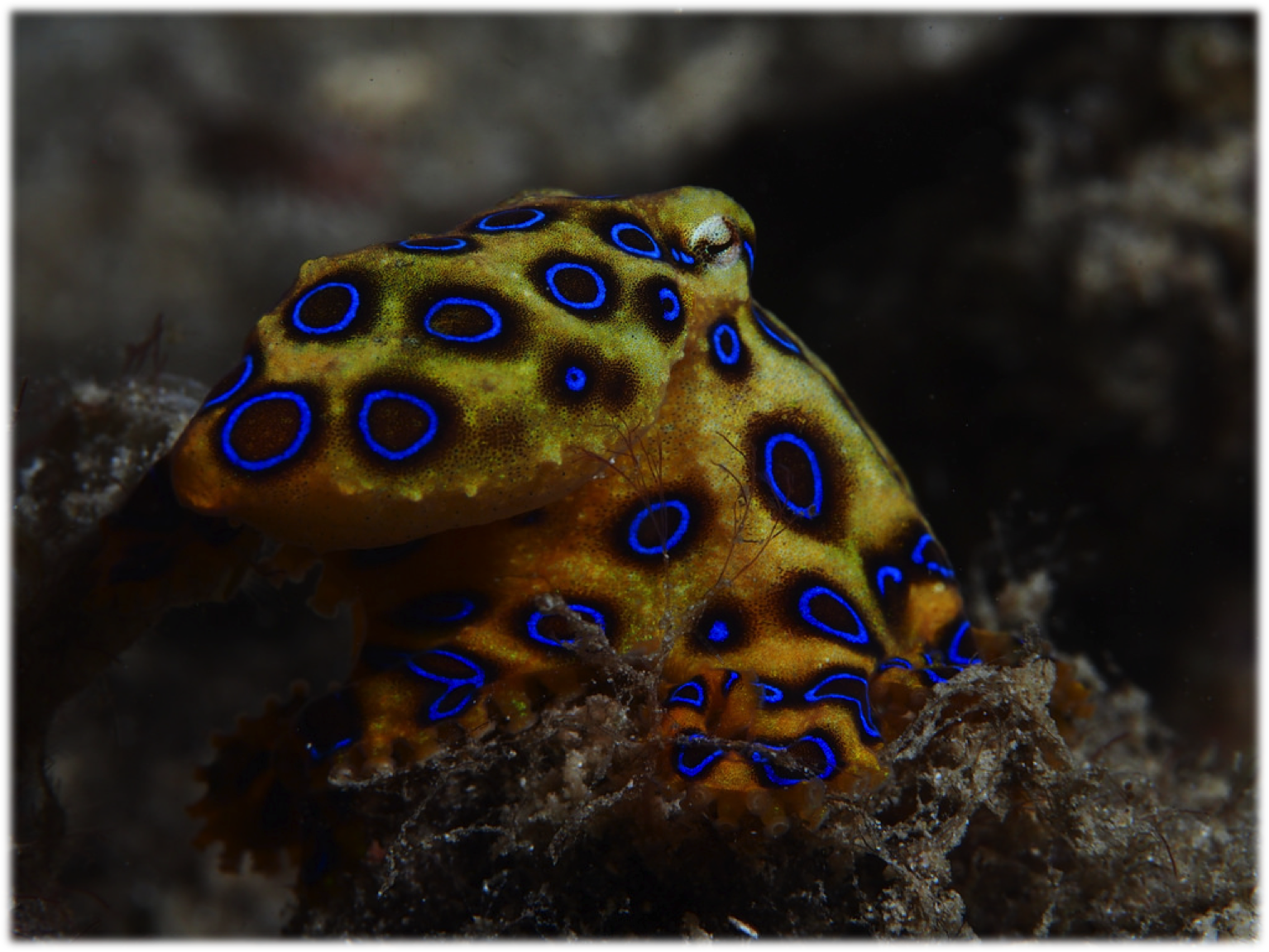 http://animalia-life.club/other/greater-blue-ringed-octopus.html