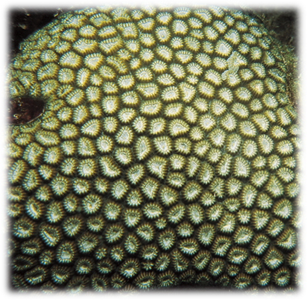 [i]Favia leptophylla[/i] (http://coral.aims.gov.au/factsheet.jsp?speciesCode=0680)