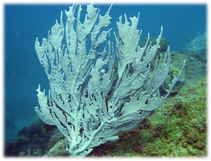 [i]Phyllogorgia dilatata[/i] (Coral Vivo - https://www.pinterest.com/pin/382383824590455990/)