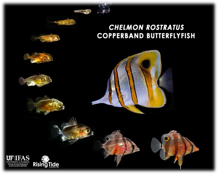 o-ciclo-larval-do-copperband-butterflyfish-o-chelmon-rostratus