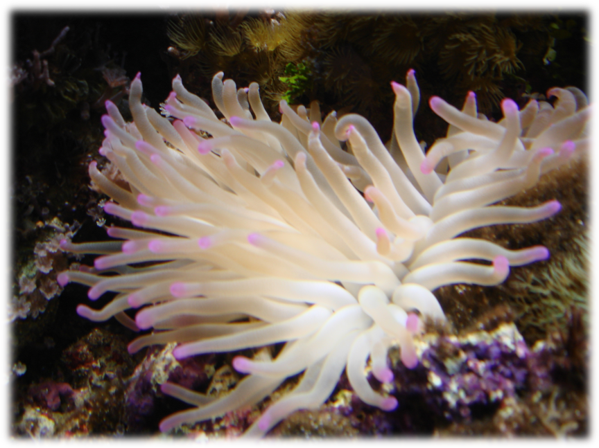 Condylactis gigantea