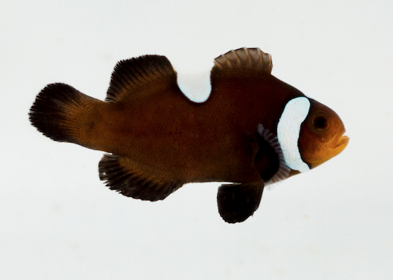 Palhaço Misbar de Black Ocellaris