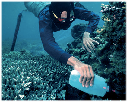 Cyanide Fishing – An ecological travesty Photo: Vice