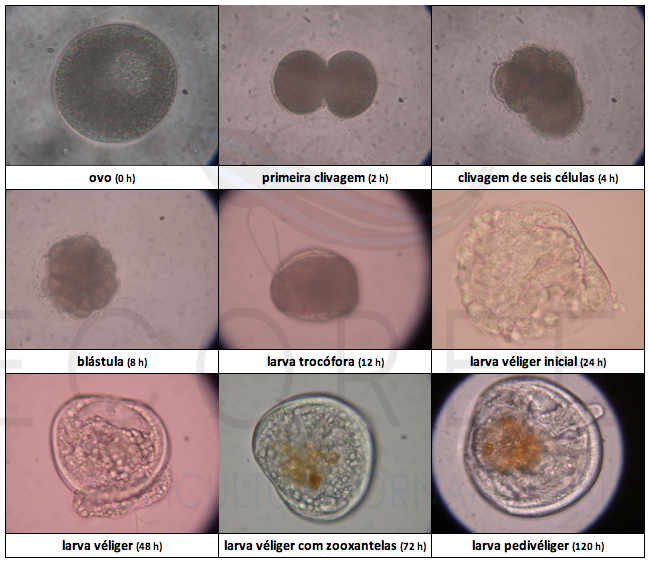 Desenvolvimento larval de tridacnídeos