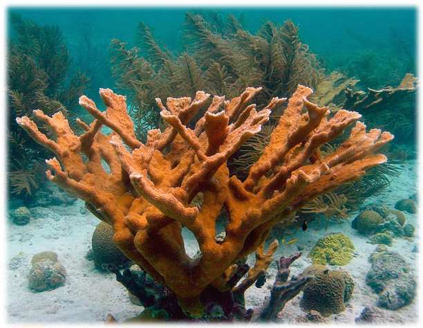 Acropora palmata (https://ambergriscaye.com/photogallery/161007.html)