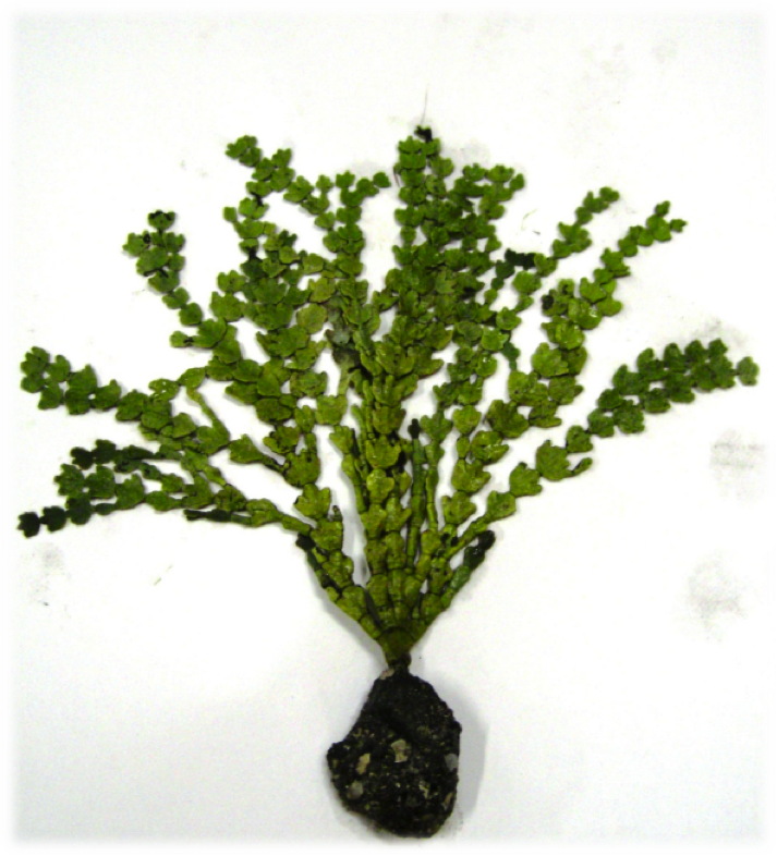 [i]Halimeda incrassata[/i] (http://biogeodb.stri.si.edu/bioinformatics/dfmfiles/files/c/23924/23924.jpg)