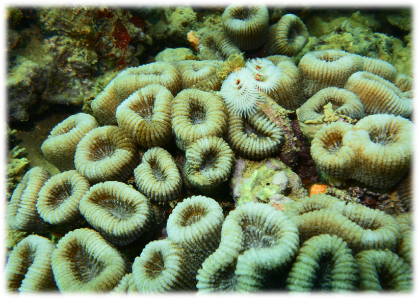 Exemplar de [i]Mussismilia harttii[/i] fotografado no Recife de Fora, Bahia; note o poliqueta [i]Spirobranchus giganteus[/i] entre os pólipos. Foto de Arthur Güth, Linda Waters e Miguel Mies (IO-USP)