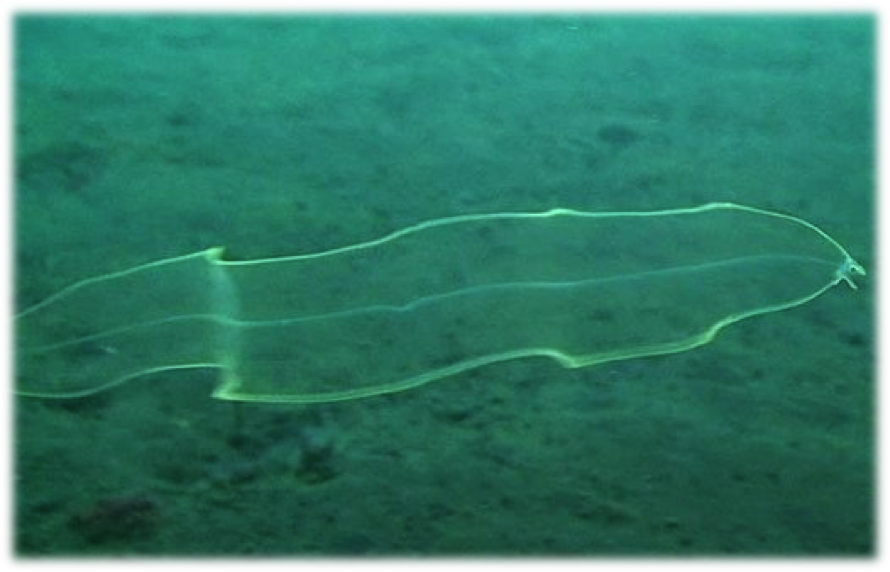 Larva Leptocephalus de moréia (http://australianmuseum.net.au/blogpost/science/large-muraenid-leptocephali)