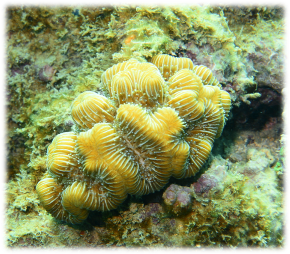 Exemplar de [i]Meandrina danae[/i] fotografado no Recife de Fora, Bahia. Foto de Arthur Güth, Linda Waters e Miguel Mies (IO-USP)
