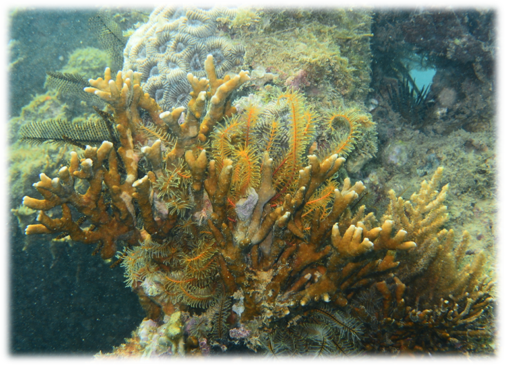 [i]Millepora braziliensis[/i] com vários crinoides associados. Recife de Fora, Bahia. Foto de Arthur Güth, Linda Waters e Miguel Mies (IO-USP)