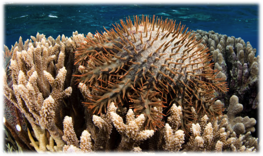 https://en.ird.fr/the-media-centre/scientific-newssheets/420-on-the-trail-of-the-coral-killing-starfish
