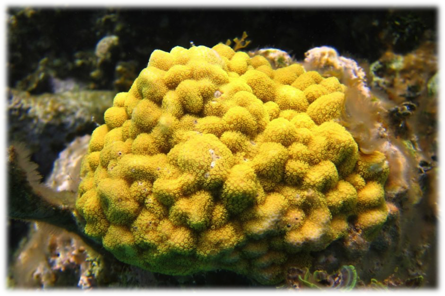 [i]Porites astreoides[/i] (http://www.abc.net.au/news/2015-11-18/porites-astreoides/6948180)