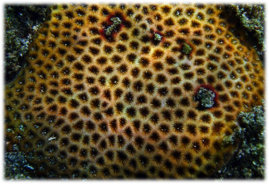 [i]Siderastrea stellata[/i]. Foto de Allan Souza (http://www.arkive.org/siderastrea/siderastrea-stellata/)