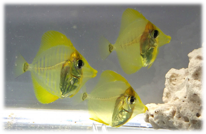 Juvenis de [i]Z. flavescens[/i] produzidos no Oceanic Institute, Hawaii Pacific University (https://seaworldcares.com/2015/10/one-small-fry-for-rising-tide-one-giant-leap-for-marine-aquaculture/)