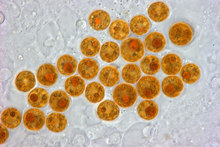 Zooxantelas em cultura de laboratório (Dr. Todd C. LaJeunesse, Penn State University).