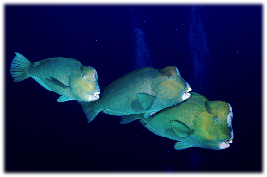 [i]Bolbometopon muricatum[/i] (http://fishesofaustralia.net.au/home/species/387)