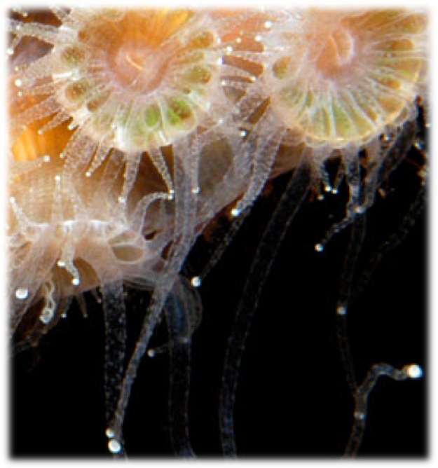 https://floridakeys.noaa.gov/corals/coralseat.html