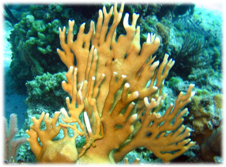 reefguide.org