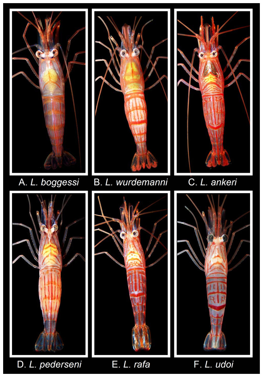 Lysmata spp. (Baeza & Behringer, 2017)