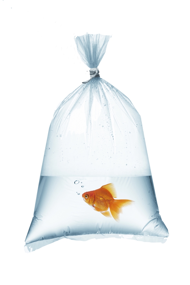 (http://www.yourfishstuff.com/shipping-bag-large)