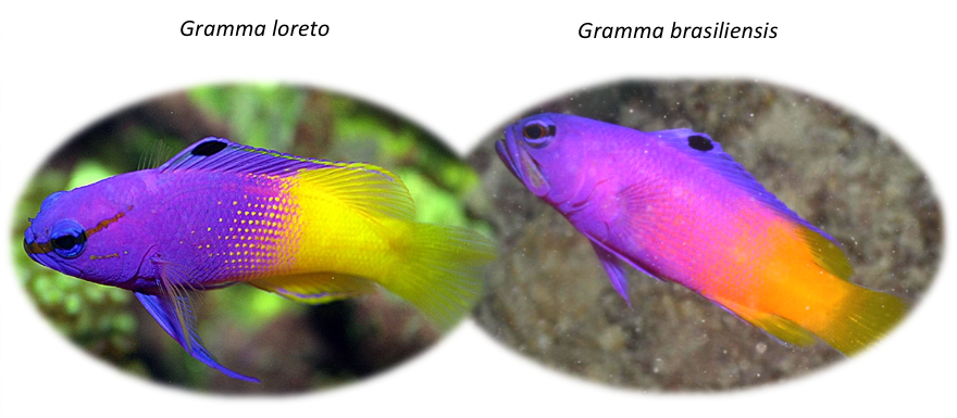 Gramma loreto x G. brasiliensis