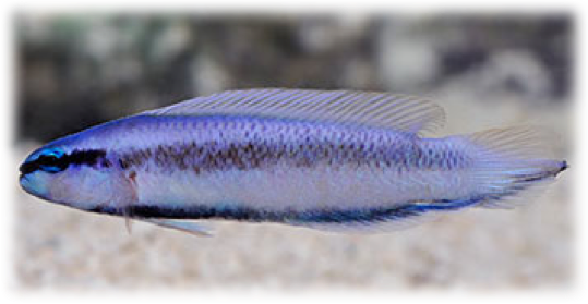 http://www.liveaquaria.com/product/3443/?pcatid=3443