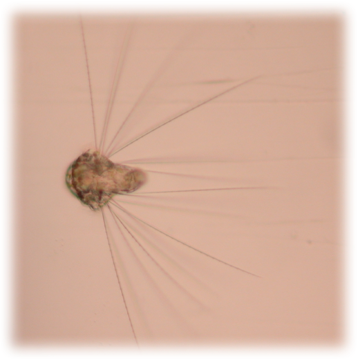 Larva do poliqueto <i>Phragmatopoma lapidosa</i>. Foto de Paulo Sumida e Miguel Mies