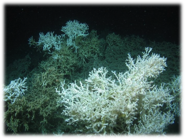 Recife de [i]Lophelia pertusa[/i] (http://www.xray-mag.com/content/coral-populations-north-atlantic-under-threat-climate-change)