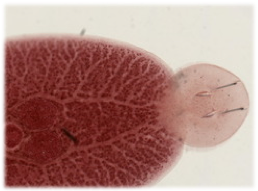 Neobenedenia melleni (www.marinespecies.org)