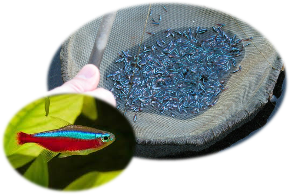 (http://cefishessentials.com/blog/the-route-of-the-cardinal-tetra-paracheirodon)  (https://www.seriouslyfish.com/species/paracheirodon-axelrodi)