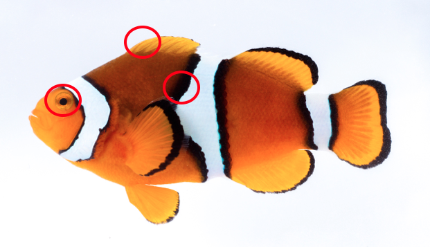 Amphiprion percula