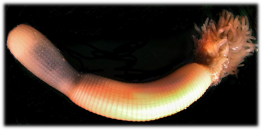 Priapulida (http://metazoaevolution.blogspot.com.br)
