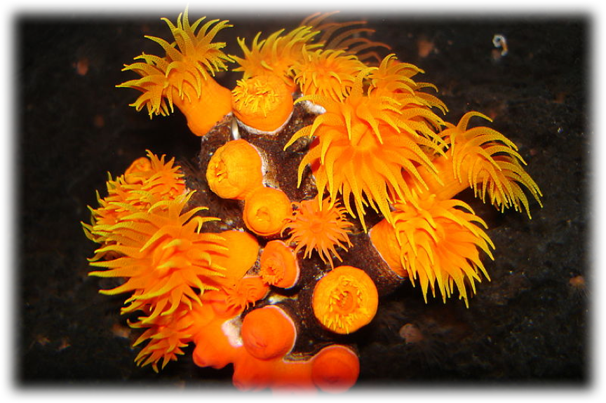 https://en.wikipedia.org/wiki/Tubastraea