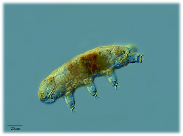 Tardígrado (http://palaeos.com/metazoa/ecdysozoa/tardigrada/)